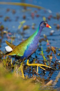 Purple Gallinule