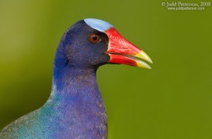 Purple Gallinule