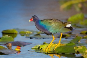 Purple Gallinule on spadderdock in Everglades National Park