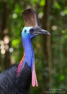 Southern Cassowary