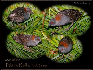 Faces of the Black Rail