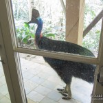 Thank goodness for protective glass! A Southern Cassowary strolls past a ground floor bedroom.