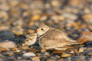 Piping Plover adult and chick