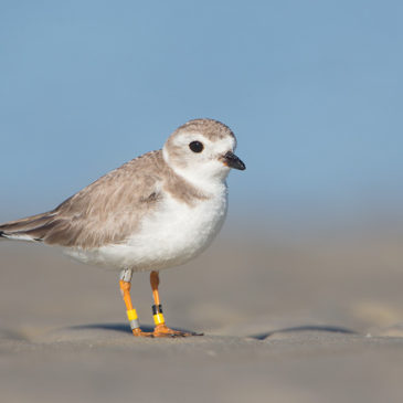 A Plover Named Erwin
