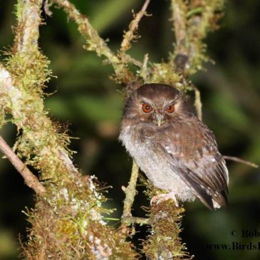 Long-whiskered Owlet and Peruvian Endemics