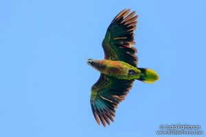 St. Lucia Parrot