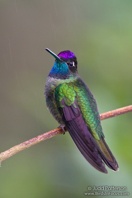Talamanca Hummingbird by Judd Patterson
