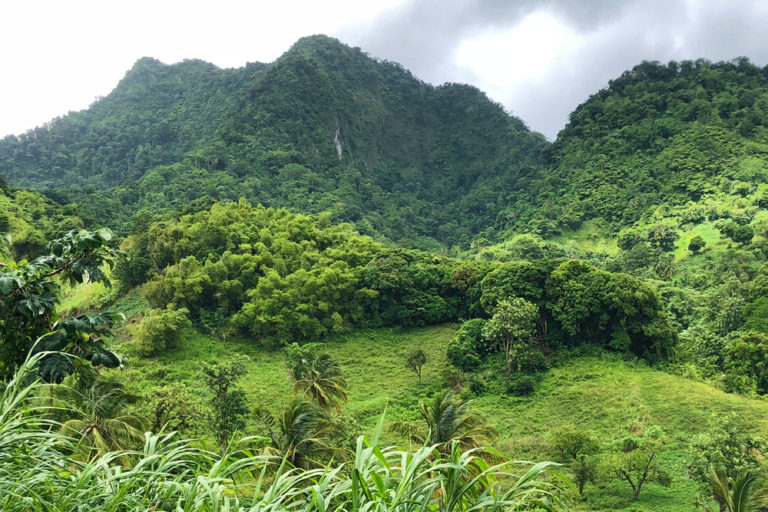 Forest Mountains of St. Vincent