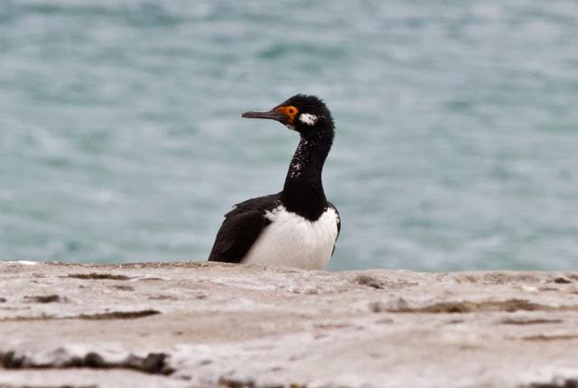 Rock Shag