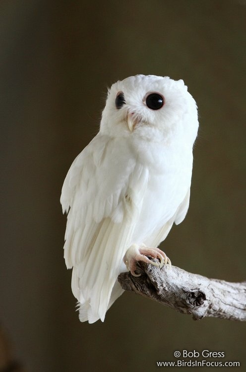 albino screech owl