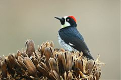 Acorn Woodpecker perching/standing at Texas, United States
