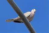 African Collared-Dove