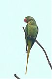 Alexandrine Parakeet