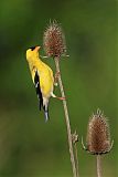 American Goldfinch