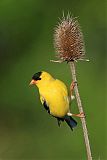 American Goldfinch