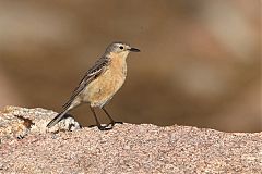 American Pipit