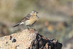 American Pipit