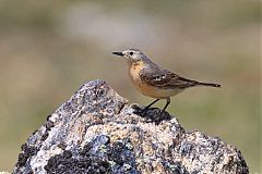 American Pipit