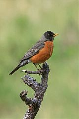 American Robin