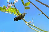 Antillean Crested Hummingbird