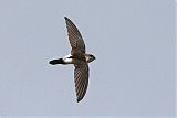 Antillean Palm Swift