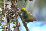 Antillean Piculet