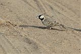 Ashy-crowned Sparrow-Lark