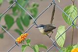 Ashy Prinia