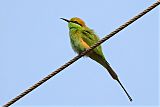 Asian Green Bee-eater