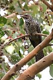 Asian Koel