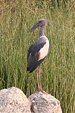 Asian Openbill