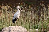 Asian Openbill