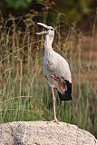 Asian Openbill