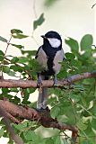 Asian Tit