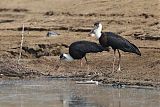 Asian Woolly-necked Stork