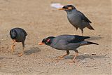 Bank Myna