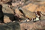 Barred Buttonquail