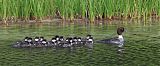 Barrow's Goldeneye