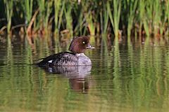 Barrow's Goldeneye