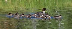 Barrow's Goldeneye