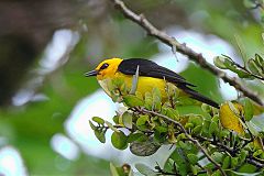 Black-and-yellow Tanager perching/standing at Panama