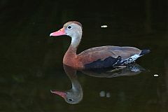 Black-bellied Whistling-Duck swimming at Florida, United States