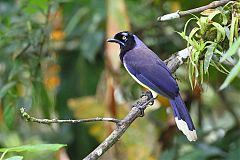 Black-chested Jay perching/standing at Panama