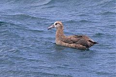 Black-footed Albatross