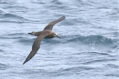 Black-footed Albatross