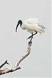 Black-headed Ibis