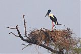 Black-necked Stork