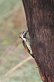 Black-rumped Flameback