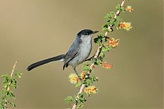 Black-tailed Gnatcatcher perching/standing at Texas, United States