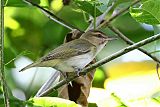 Black-whiskered Vireo